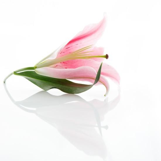 オリエンタルユリ5本 - 鎌田ユリ園 【かごしまぐるり】