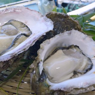 長島産 岩牡蠣 300〜400g（7個）