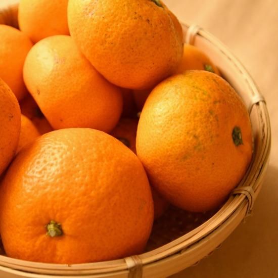 みかん　0603　★ akgh004.jpg