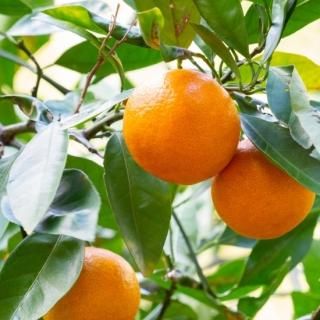 甘みと酸味と深いコクが溢れる！大里みかん