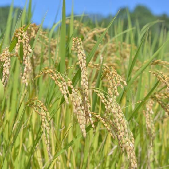 鹿児島県産 くず米 29kg a758 《先行予約受付中！2025年1月以降順次発送予定》＜数量限定