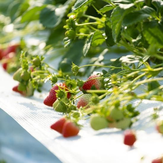 朝摘み冷凍いちご 600g - 農園ガーデン空 【かごしまぐるり】