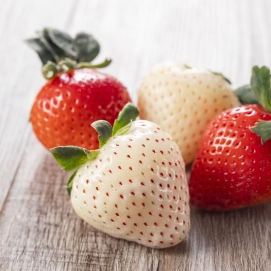 苺のソルベ4個セット（赤苺2個・淡雪2個） - 農Life 【かごしまぐるり】