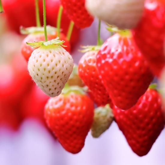 苺のソルベ4個セット（赤苺2個・淡雪2個） - 農Life 【かごしまぐるり】