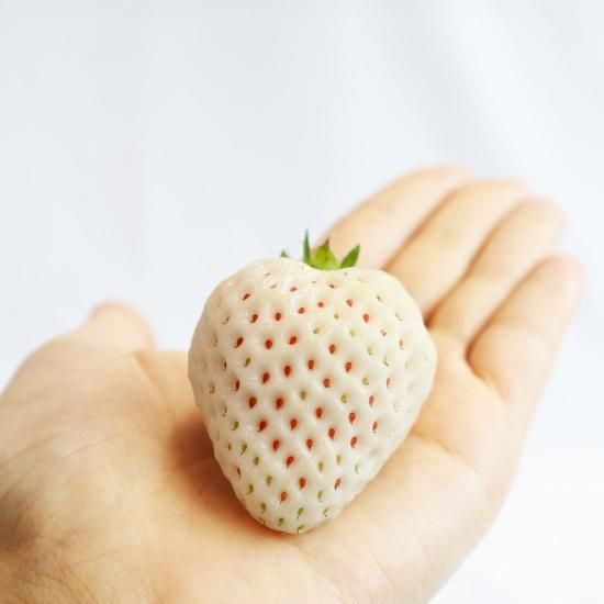 3品種いちご食べ比べセット(約400g～600g) - ままりあ農園 【かごしま