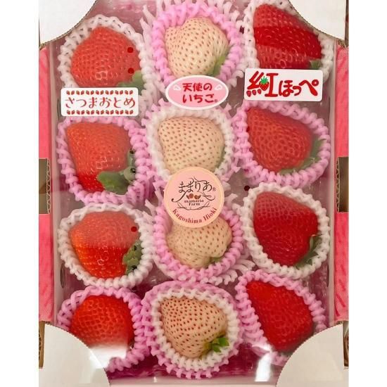 3品種いちご食べ比べセット(約400g～600g) - ままりあ農園 【かごしま