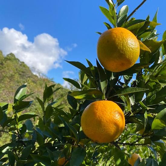 家庭用】屋久島たんかん サイズ混合3kg - おのぼり農園 家庭用】屋久島たんかん サイズ混合3kg - おのぼり農園
