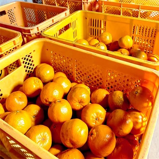 家庭用】屋久島たんかん サイズ混合3kg - おのぼり農園 家庭用】屋久島たんかん サイズ混合3kg - おのぼり農園