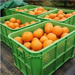 みずみずしい味わい！徳之島 2023年 とれたてたんかん ５ｋｇ