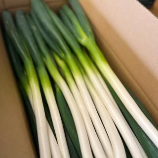 とろっと甘ーい！春
ねぎ3kg入り（極太）