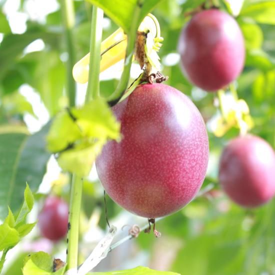 パッションフルーツ 2kg（サイズL.M混合）-kashiwa farm
