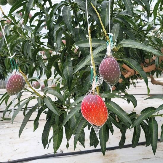 サタデー完熟アップルマンゴー 約800g - 第一佐多果樹園 【かごしま