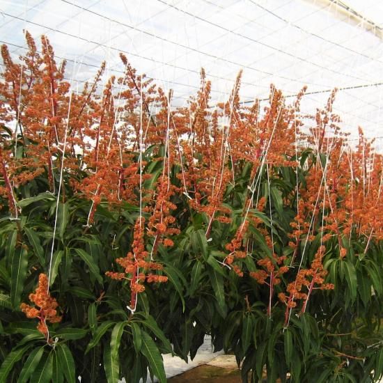 サタデー完熟アップルマンゴー 約800g - 第一佐多果樹園 【かごしま