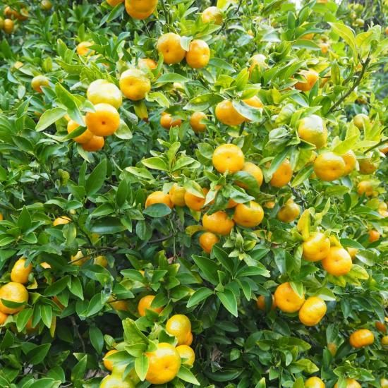 島みかんアイス（6個入り）- レガーレ・ワキタ 【かごしまぐるり】