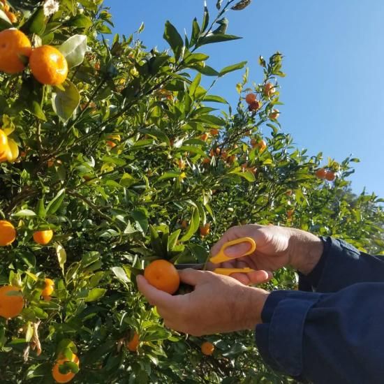 島みかんゼリー（9個入り） - レガーレ・ワキタ 【かごしまぐるり】