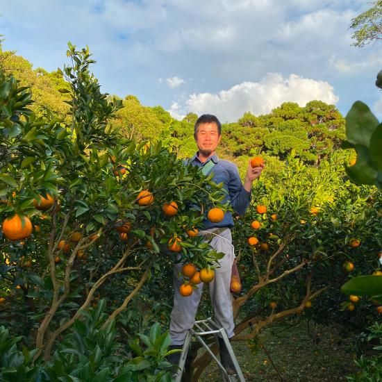 予約販売】屋久島ぽんかん 10kg<家庭用> - おのぼり農園 予約販売】屋久島ぽんかん 10kg<家庭用> - おのぼり農園