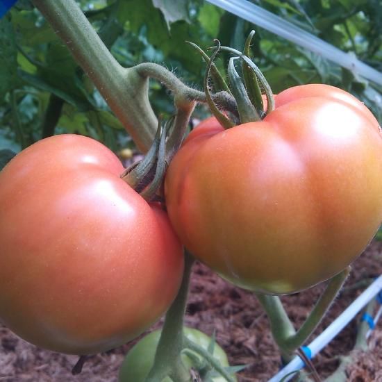 喜界島 トマト2kg - 若松農園 【かごしまぐるり】