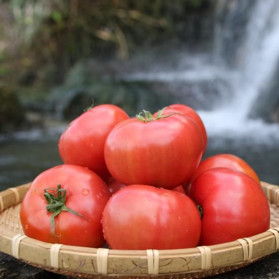 喜界島 トマト4kg - 若松農園 【かごしまぐるり】