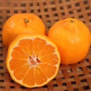 【5セット限定】旬のぽんかん10kg 家庭用【池之上果樹園】