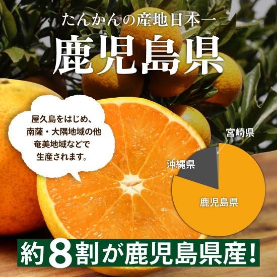 長寿木たんかん | ジューシー果汁 - 【かごしまぐるり】鹿児島の 長寿木たんかん | ジューシー果汁 - 【かごしまぐるり】鹿児島の