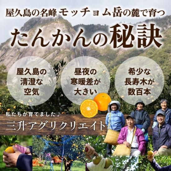長寿木たんかん | ジューシー果汁 - 【かごしまぐるり】鹿児島の 長寿木たんかん | ジューシー果汁 - 【かごしまぐるり】鹿児島の