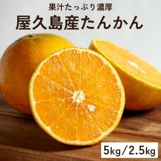 長寿木たんかん | ジューシー果汁 - 【かごしまぐるり】鹿児島の 長寿木たんかん | ジューシー果汁 - 【かごしまぐるり】鹿児島の