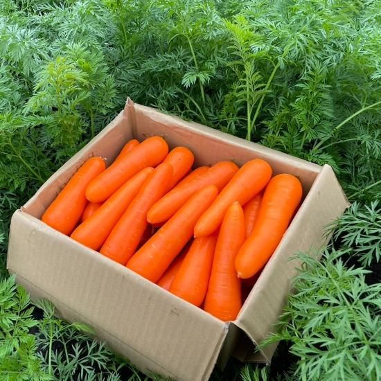 甘さたっぷり！頴娃町産 人参 10kg - 南九州ベジタベース 【かごしま