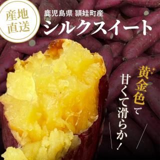 頴娃町産さつまいも シルクスイート 2kg 【贈答用】