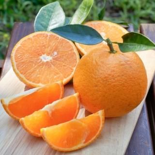 かごしまぐるり】ぽんかん・たんかんの通販 ギフト お取り寄せ かごしまぐるり】ぽんかん・たんかんの通販 ギフト お取り寄せ