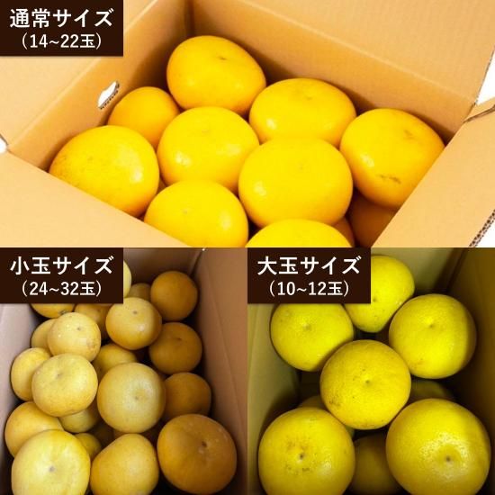 フレッシュで爽やか!いちき串木野産 サワーポメロ - 磯部農園 フレッシュで爽やか!いちき串木野産 サワーポメロ - 磯部農園