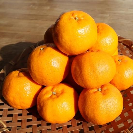 甘くてジューシー！大里ぽんかん 5kg - 森の蔵農園 【かごしま