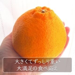 【5セット限定！】 濃厚な果汁たっぷり！竹ん子山のしらぬひ 約1.5kg