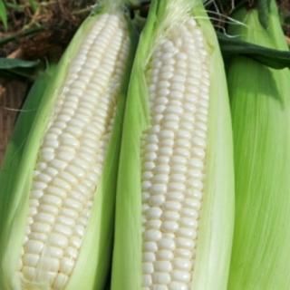 極甘とうもろこし|食べ比べセット - 【かごしまぐるり】鹿児島の名物