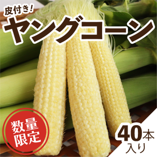 楽天市場】＼最大20%OFF！05/23 20:00~05/27 01:59／ヤング