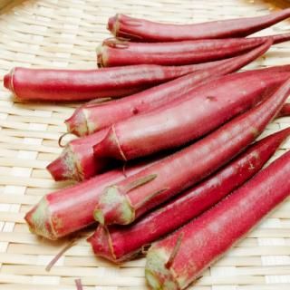 【鮮度保持袋でお届け！】 指宿産 赤オクラ １ｋｇ【アグリスタイル】