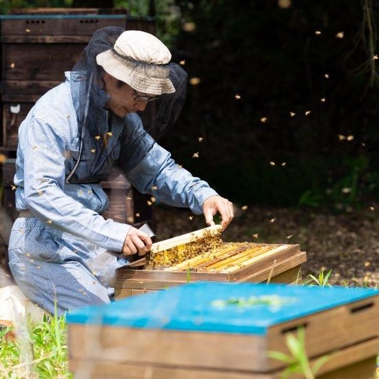 選べる！国産はちみつ ガラス瓶 3本セット - 【かごしまぐるり】鹿児島