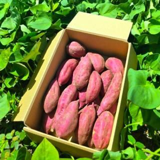山川産さつまいも 紅さつま 5kg 【アグリファースト】