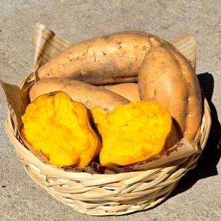 指宿 山川産 栗黄金（2kg / 5kg） 【マロンのようなゴールドカラー】