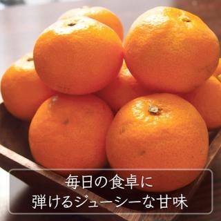 【予約販売】 鹿児島県産 竹ん子山のみかん 5kg