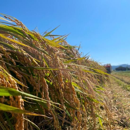 鹿児島県産 特別栽培米 | 新米 5kg/10kg - 【かごしまぐるり