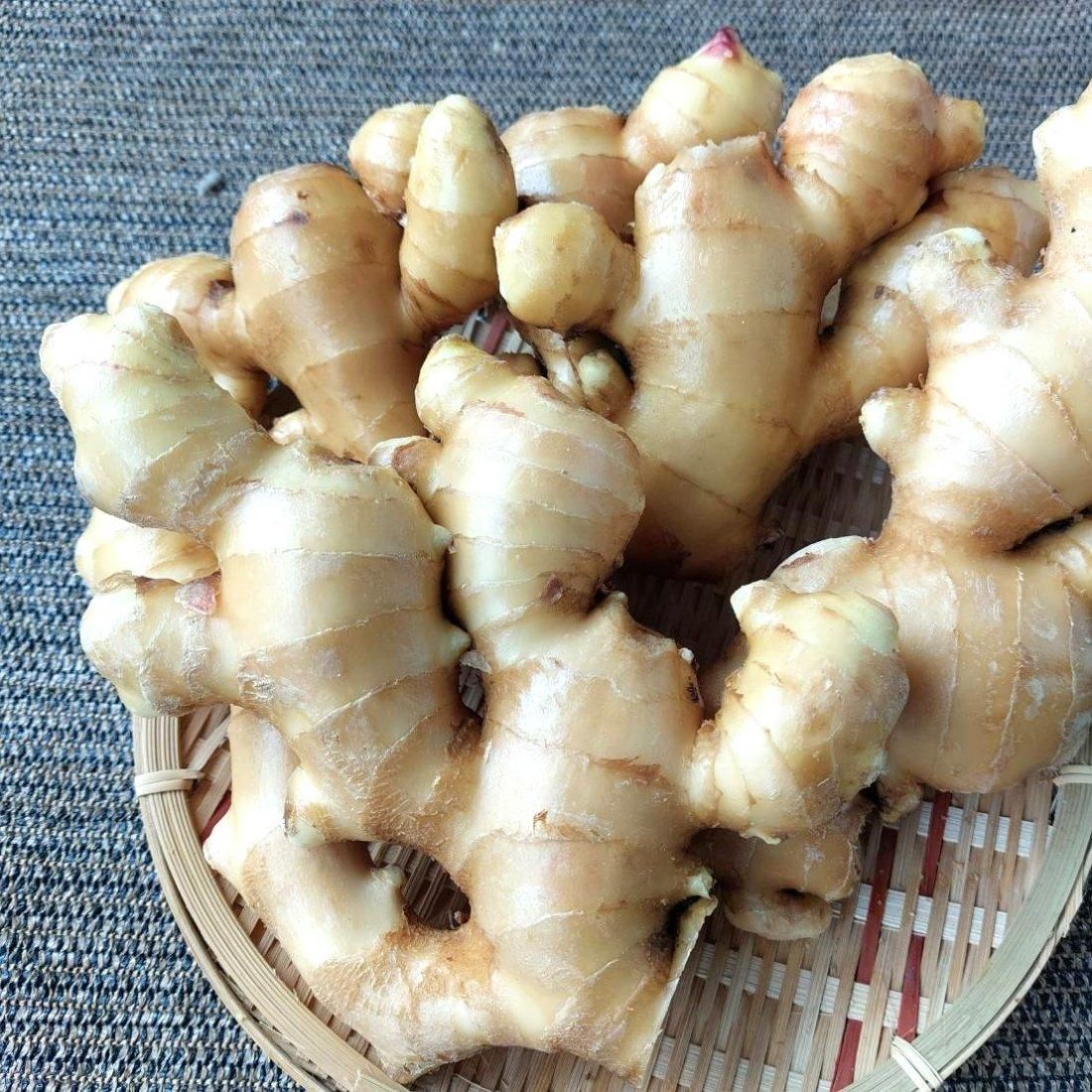 鹿屋産 生姜 1kg | シャキッと美味しい - 【かごしまぐるり】鹿児島の