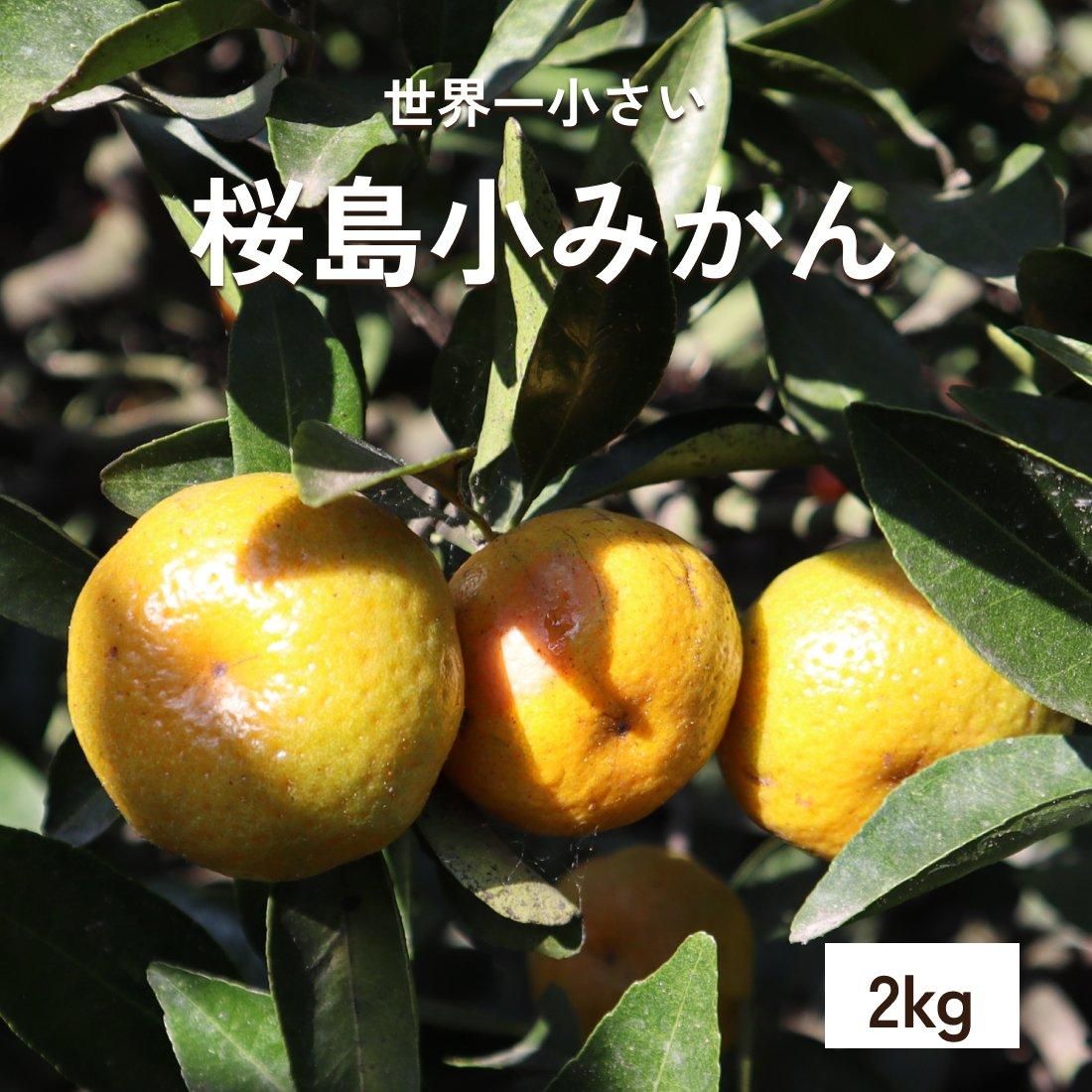 桜島小みかん | 吉原果樹園 - 【かごしまぐるり】鹿児島の名物 桜島小みかん | 吉原果樹園 - 【かごしまぐるり】鹿児島の名物