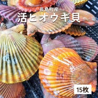 活ヒオウギ貝 【プリプリ濃厚！】