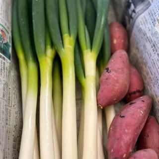 【志布志を大満喫セット】紅はるか1kg＆とろ甘白ねぎ2kg