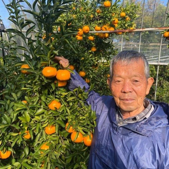 紅はるか苗200本➕10本 紅はるか苗200本 【公式通販】