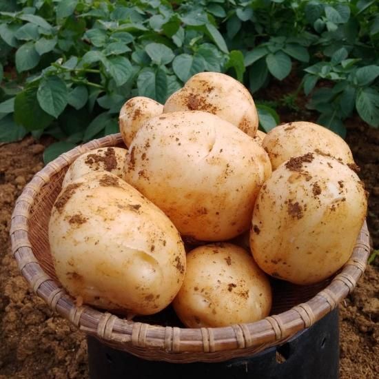 徳之島 にしゆたか 新じゃが 10kg - 徳之島恵実菜園 徳之島 にしゆたか 新じゃが 10kg - 徳之島恵実菜園
