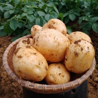 新じゃが収穫開始】徳之島産にしゆたか 5kg【ホクホクじゃがいも 新じゃが収穫開始】徳之島産にしゆたか 5kg【ホクホクじゃがいも