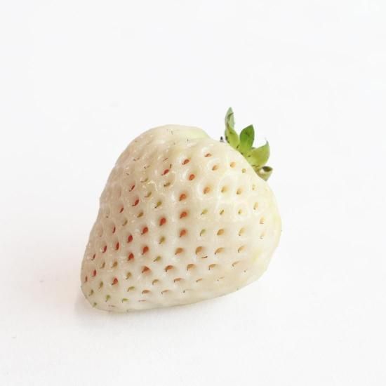 白いちご | 予約販売 - 【かごしまぐるり】鹿児島の名物・特産品を通販