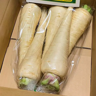 【幻の西洋野菜】垂水パースニップ 1kg【垂水大同青果】