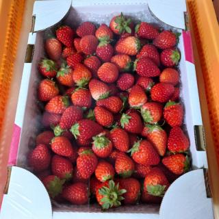 【大特価】 ミニ苺「さがほのか」1kg 日置市産【甘さたっぷり！】 